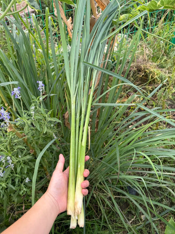 Citronella Grass (Scientific Insight &amp; Everyday Use)