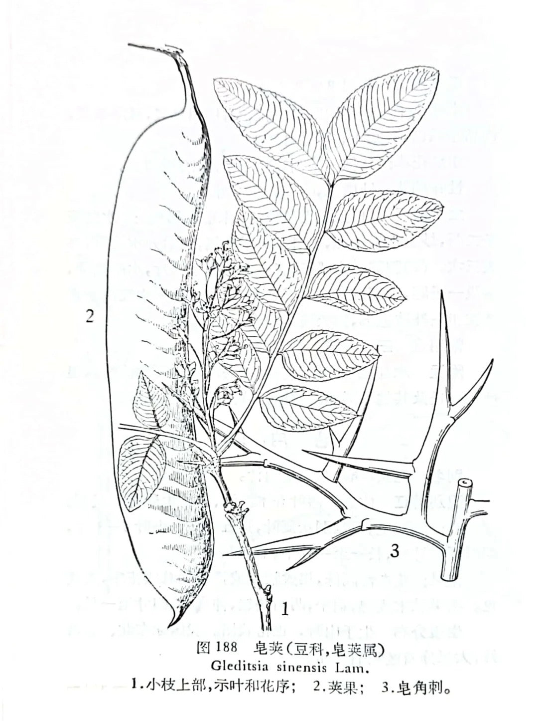 English Name: Gleditsia Fruit, Chinese Honey Locust Literal Translation: "Soap Thorn"  Zao Jiao, a key herb in Traditional Chinese Medicine, is the dried fruit of the Chinese honey locust tree (Gleditsia sinensis Lam.).