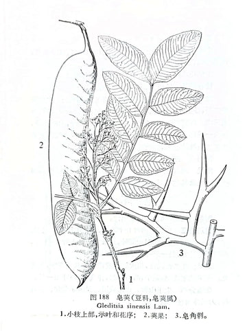 Zao Jao Tradition : About Jung Chang's Wild Swans & her grandmother 's hair routine