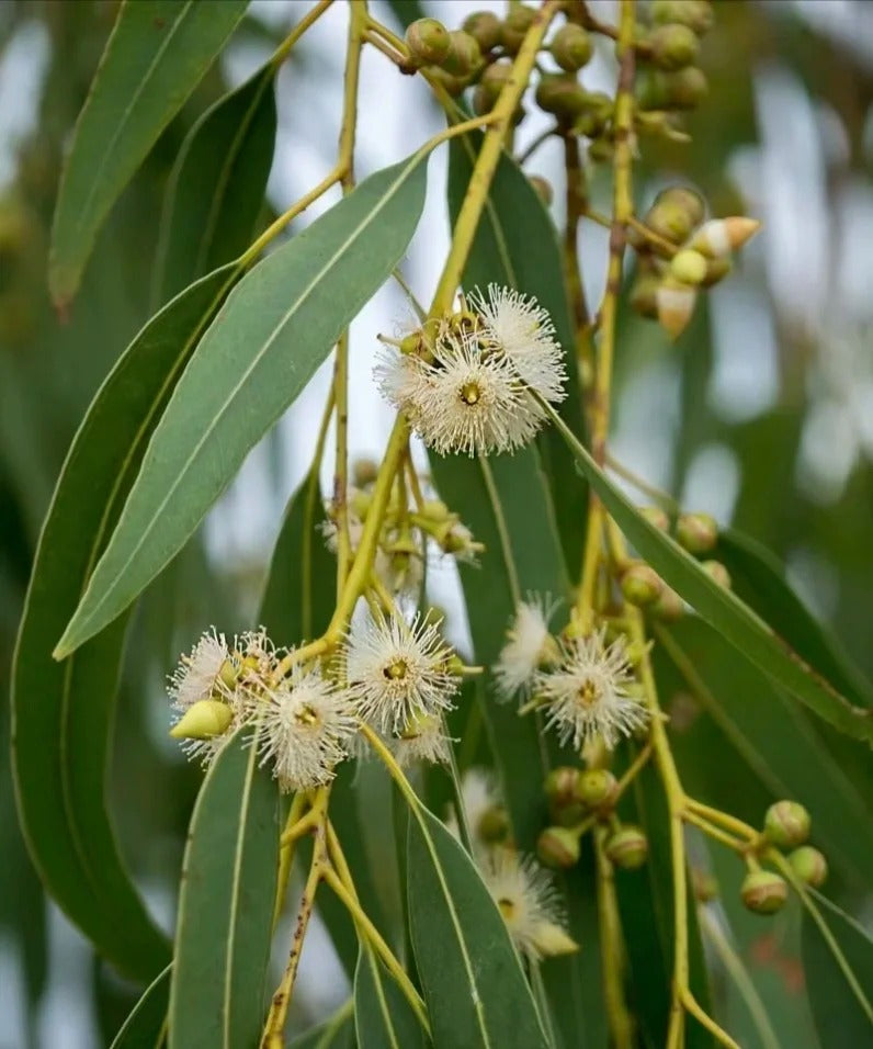 Eucalyptus leaves :Reducing Scalp Inflammation and Itching