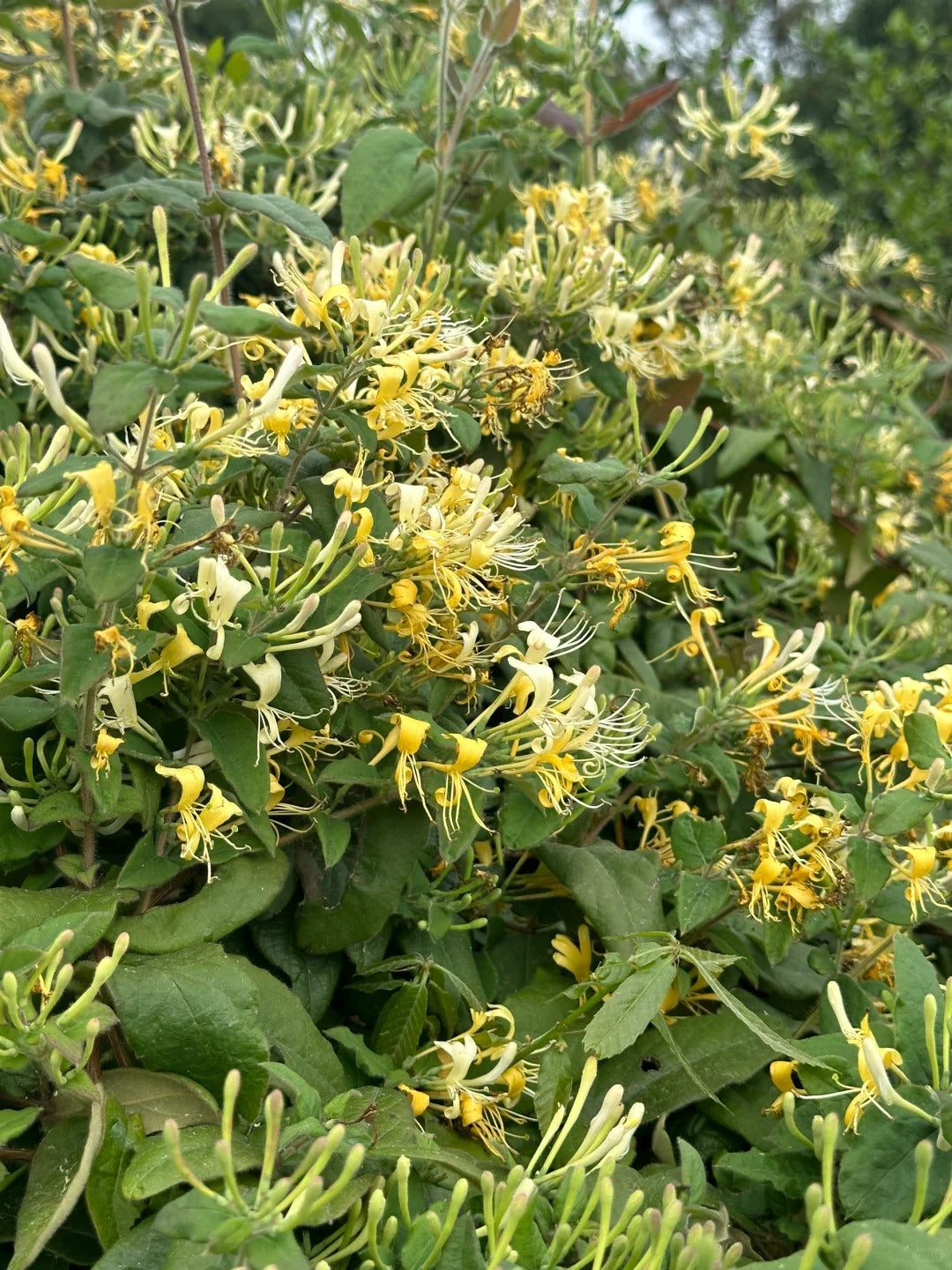 Lonicera japonica, also known as Japanese honeysuckle, is a flowering plant widely used in traditional Chinese medicine and skincare for its healing and antimicrobial properties.