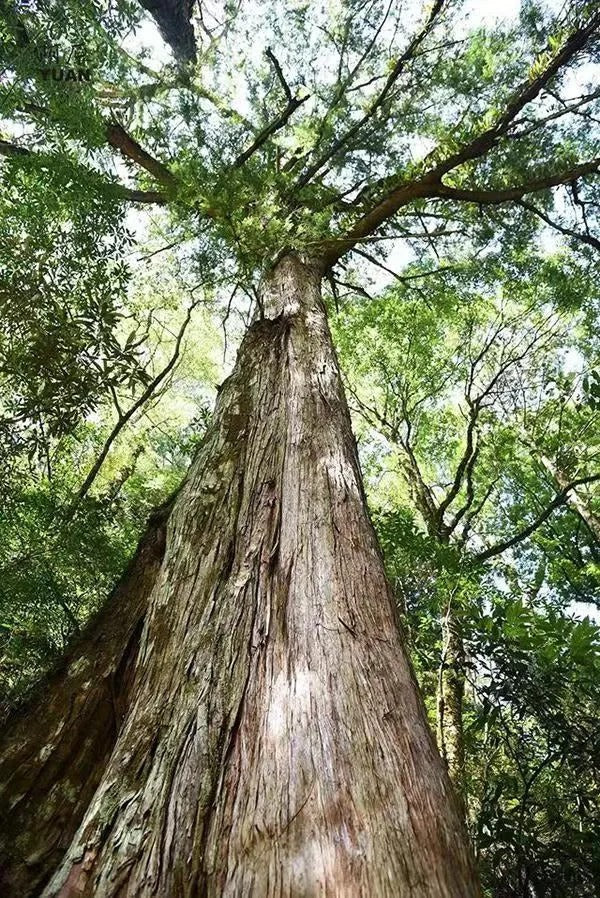 Cypress essential oil has calming properties and is known for its ability to promote relaxation