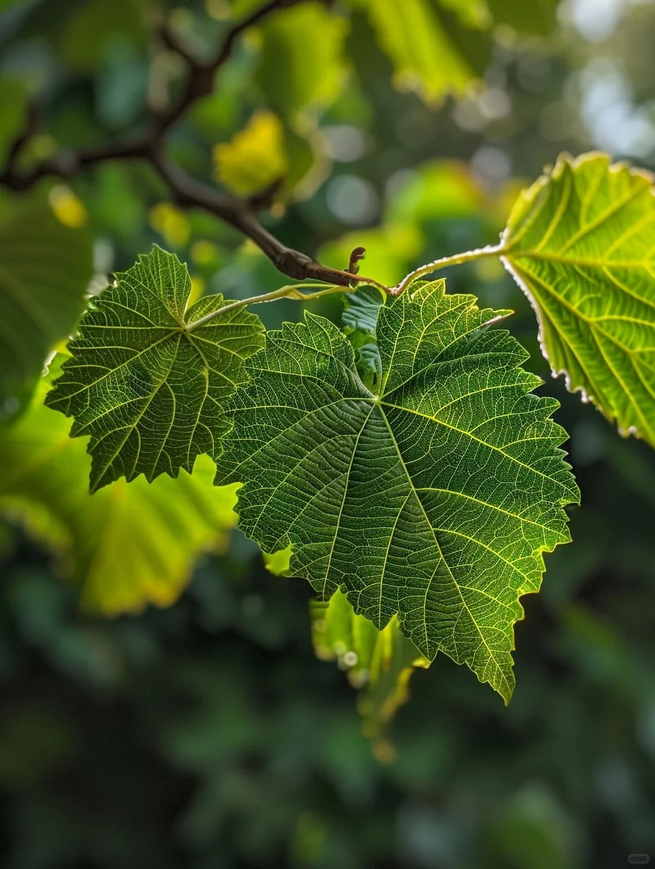 Hair Benefits of Mulberry (Morus alba) Leaves