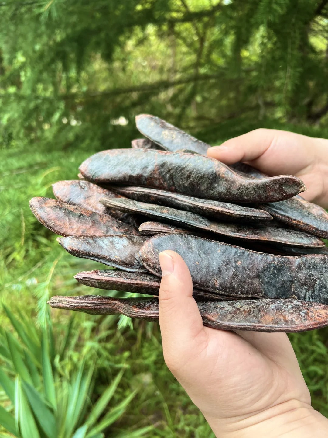 Chinese Honey Locust: A Natural Cleansing Tree