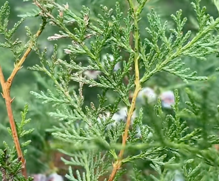 Cedar Leaf （Also known as Arborvitae leaf) :The Hidden Gem in Natural Hair Growth Tonics