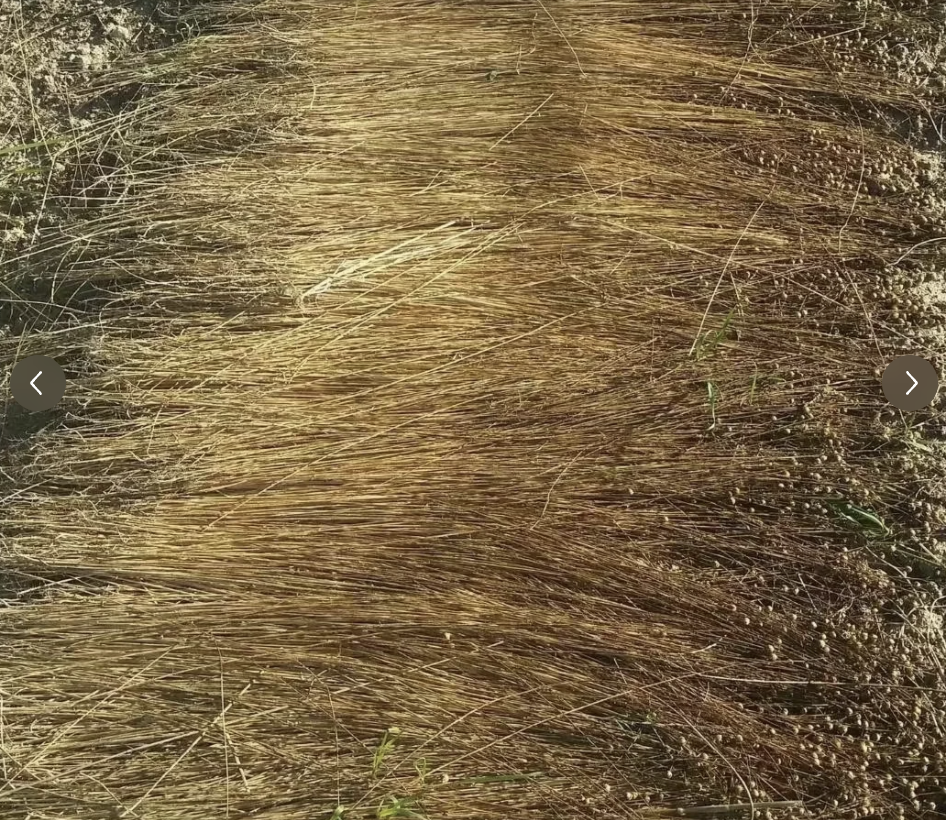 Dew Retting Hemp: Ancient Eco-Friendly Fiber Process