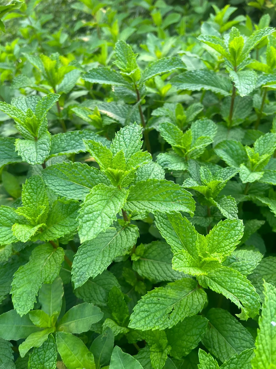 Mint：known for its refreshing and cooling properties