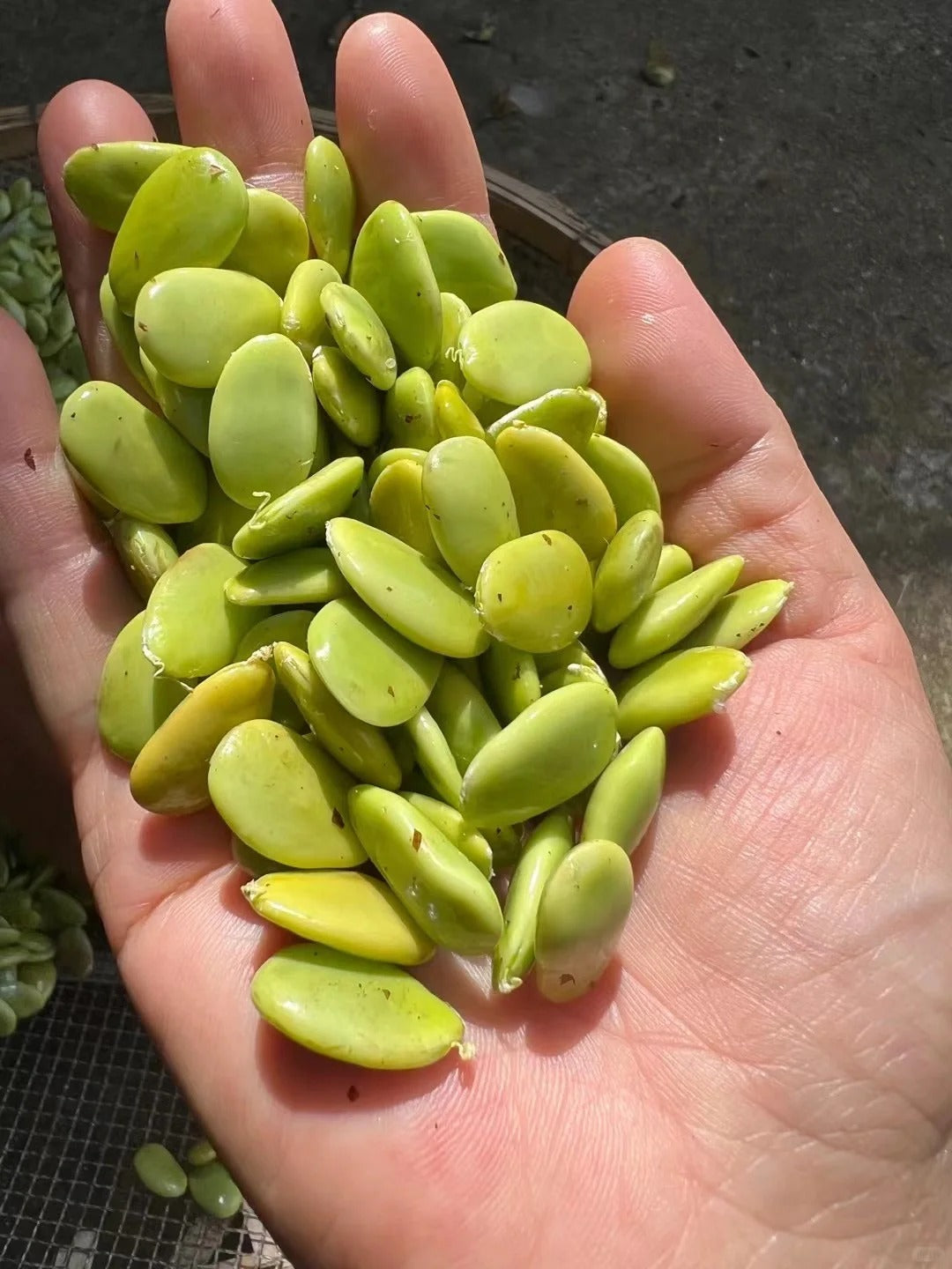 Chinese honey locust seed, is the natural plant kernel obtained from the seeds of Gleditsia sinensis