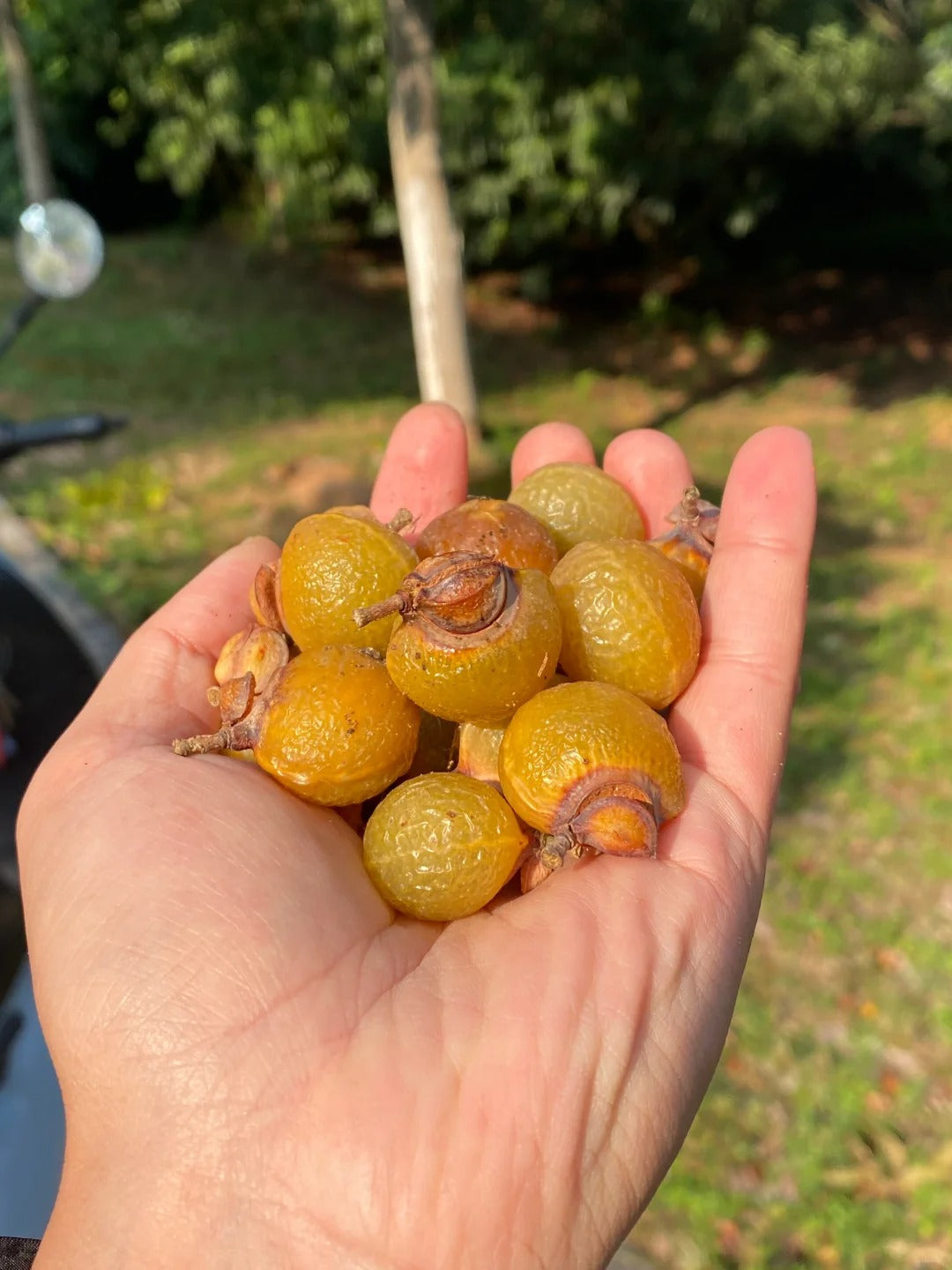 Soapberry，an natural alternative to synthetic detergents and cleaning products.