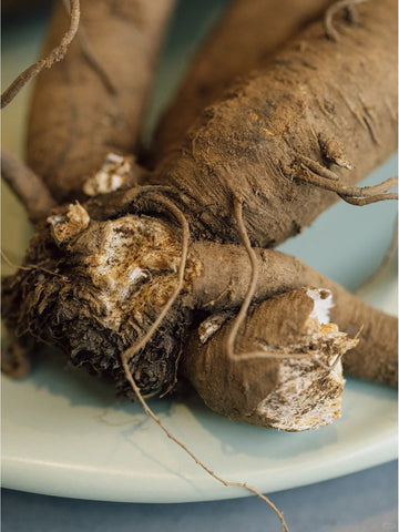 Benefits of Angelica Sinensis (Dang Gui) for Hair Health