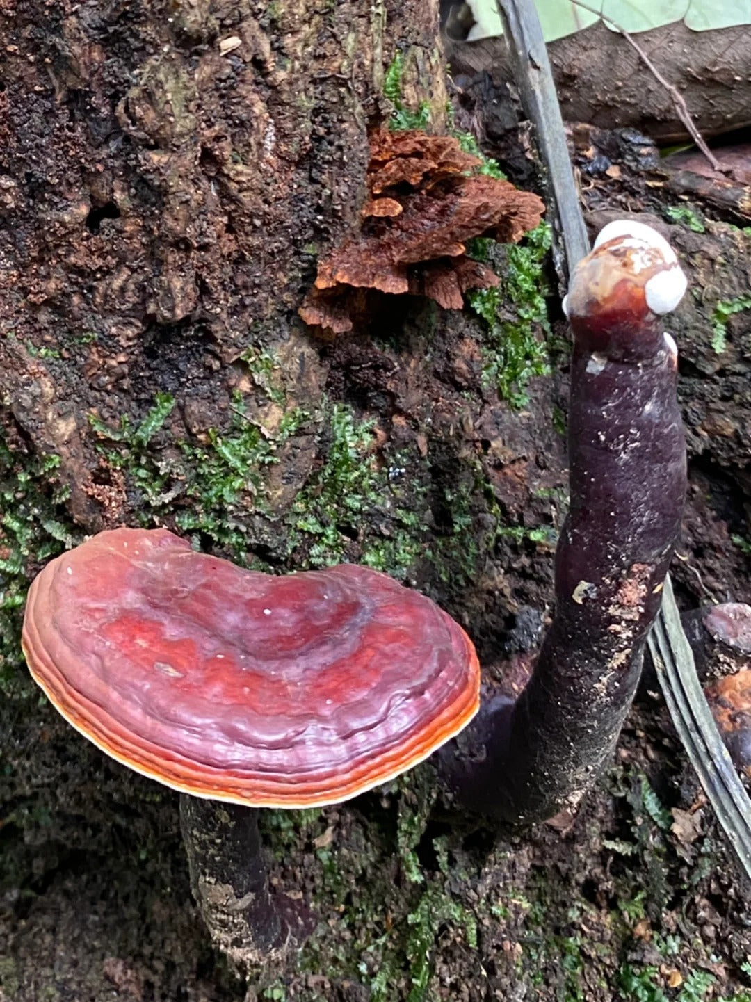 Beyond its well-known health benefits, Ganoderma lucidum also offers several advantages for hair and scalp care.