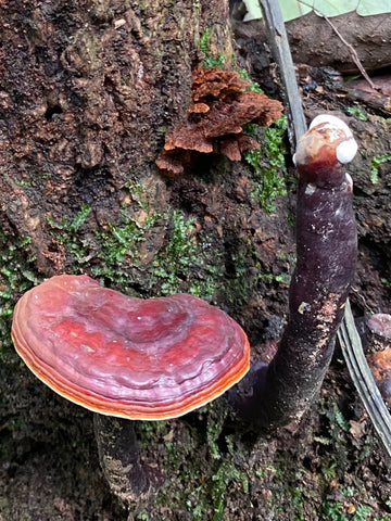 Ganoderma lucidum, commonly known as reishi or Lingzhi, is a medicinal mushroom that has been used in traditional Chinese medicine for thousands of years.