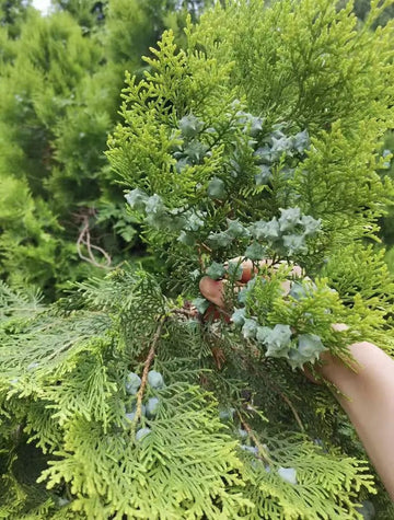 The anti-hair loss effects of Platycladus orientalis (also known as Chinese Arborvitae or Biota leaves)