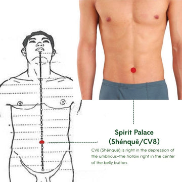 Spirit Palace (CV8/Shenque) Acupoint Guide: Revitalize Primordial Qi, Regulate the Spleen and Stomach