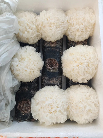 Tremella Fuciformis Mushroom：A 1,000-Year-Old Chinese Beauty Secret