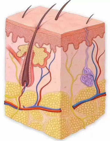 Which Type of Hair Loss Do I Have? A Simple Hair Loss FAQ  at a Glance