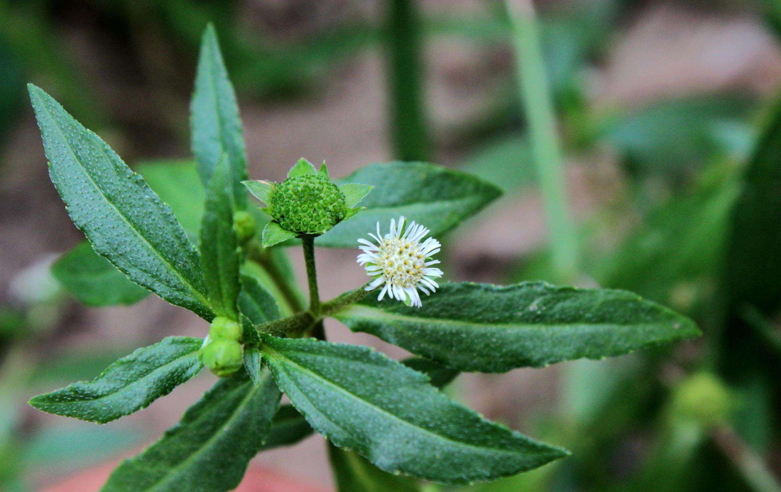 Eclipta prostrata, also known as False Daisy or Bhringraj：It is commonly used to promote hair health and prevent premature graying or hair loss