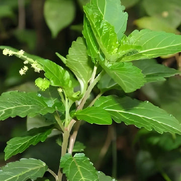 Lindera Aggregata for Hair Health
