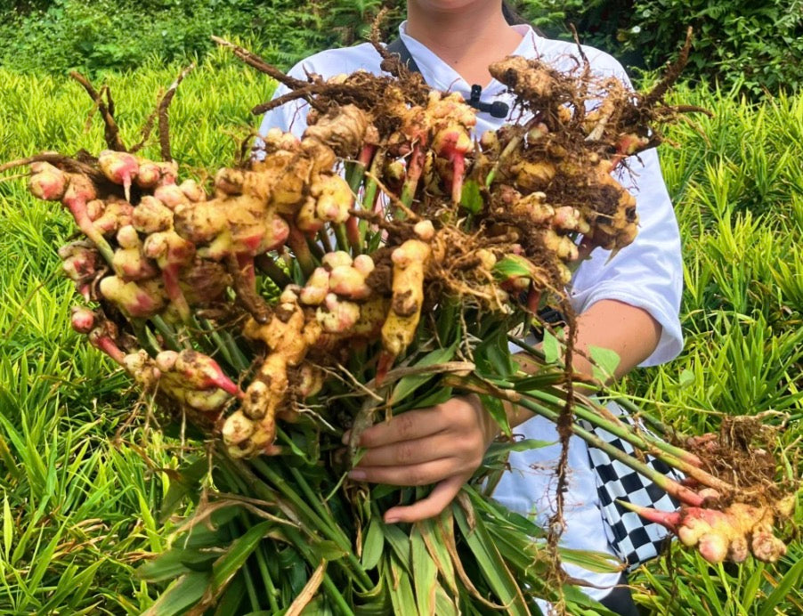  Known for its anti-inflammatory, antimicrobial, and stimulating properties, ginger is frequently used in hair care products