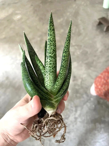 Aloe vera : a succulent plant known for its thick, fleshy leaves filled with a clear gel