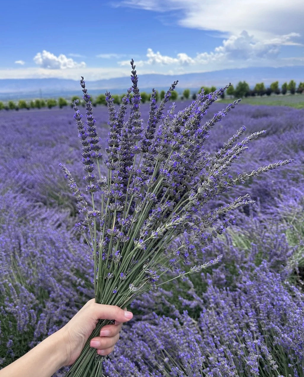 Lavandula angustifolia, commonly known as lavender, is a well-known herb from the mint family with a long history of use in skincare, haircare, and aromatherapy