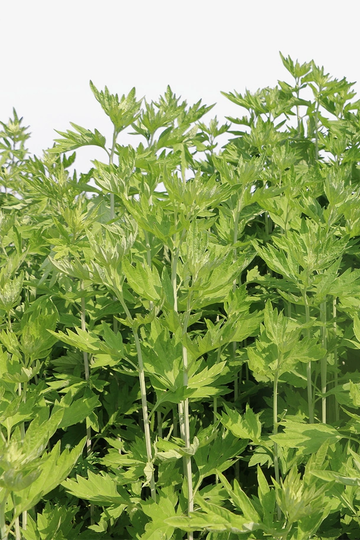 Artemisia argyi, commonly known as mugwort or Chinese mugwort, is a perennial herbaceous plant belonging to the Asteraceae family