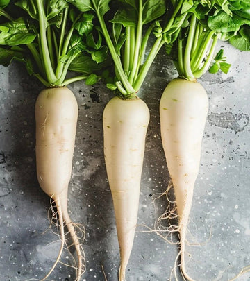 What is Radish Root Fermented Filtrate ？