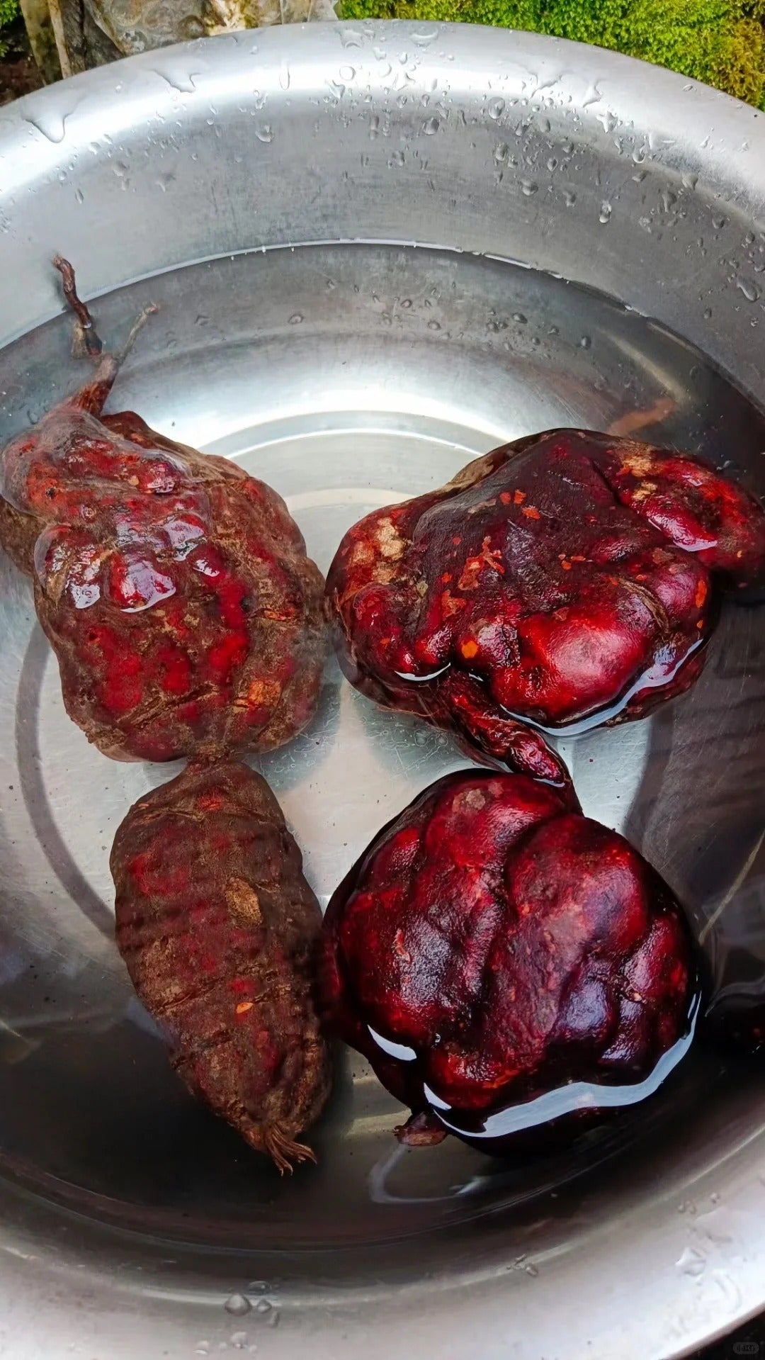 Polygonum Multiflorum (He Shou Wu) — In-Depth Introduction