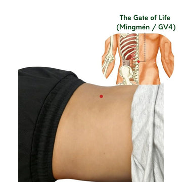 Life Gate（GV4 /Mingmen) Acupoint Guide: Boost Energy and Relieve Lower Back Pain Naturally