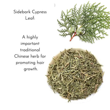 The Hair-Growing Secret of Arborvitae Leaves: Ancient Wisdom Meets Modern Science