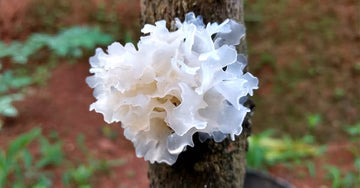 Tremella: Why This "Plant-Based Hyaluronic Acid" is the Key to Skin Barrier Healt