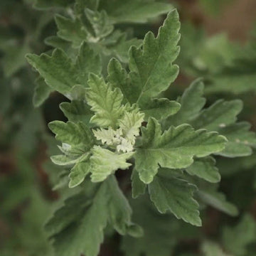 Mugwort & Moxibustion Care