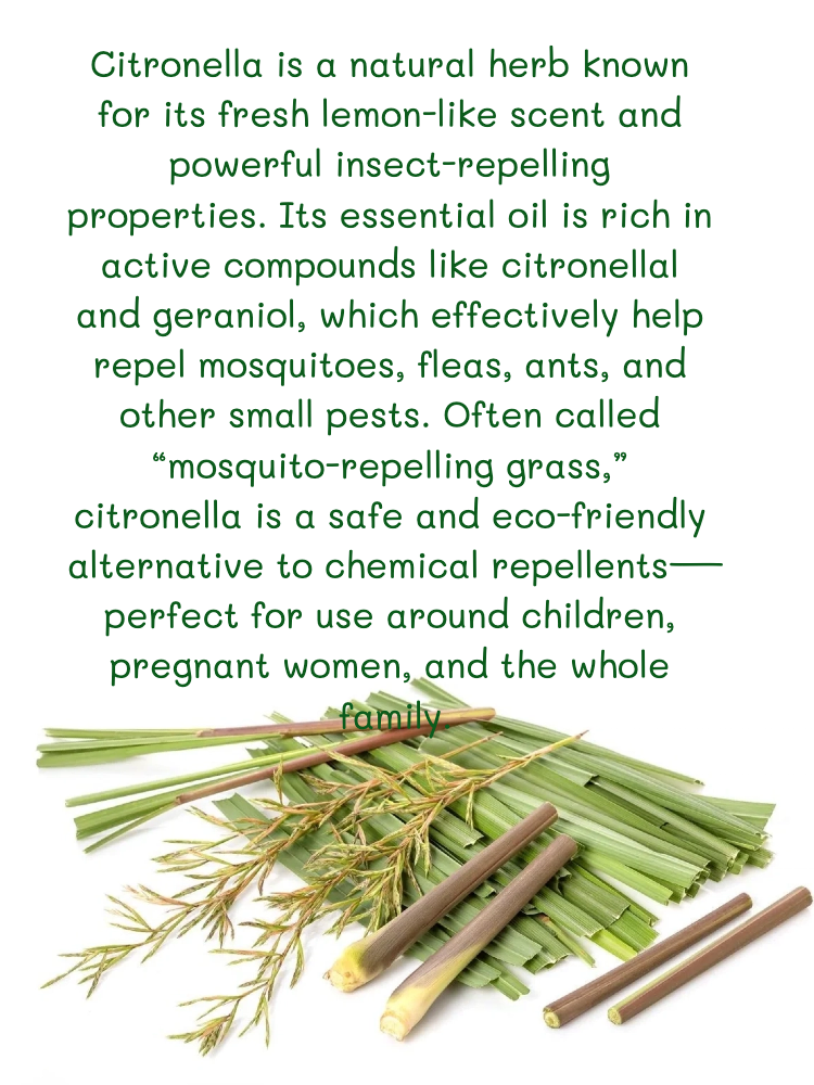 Citronella grass roots – natural mosquito-repelling ingredient used in Joy Garden DEET-Free Bug Spray