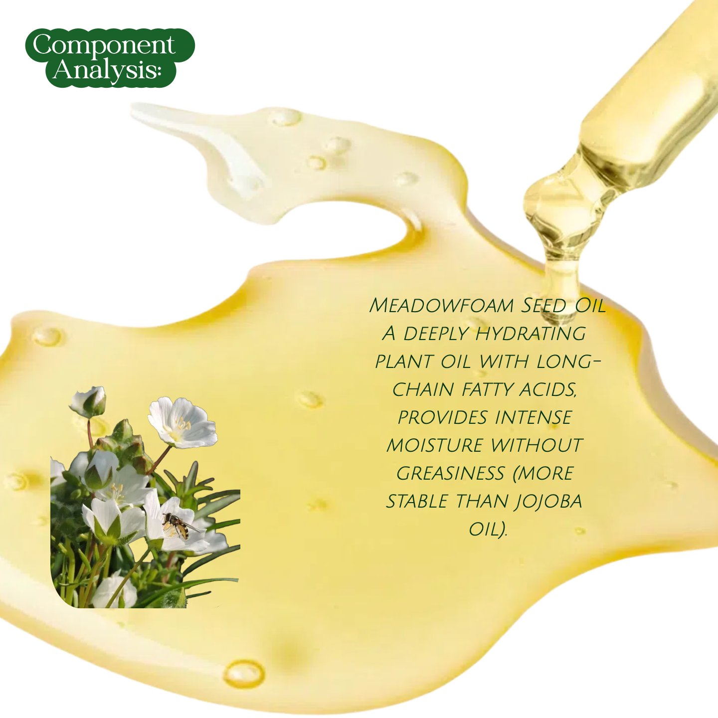 Meadowfoam seed oil – hydrating and antioxidant botanical oil used in Joy Garden Jasmine Magnolia Essence Toner
