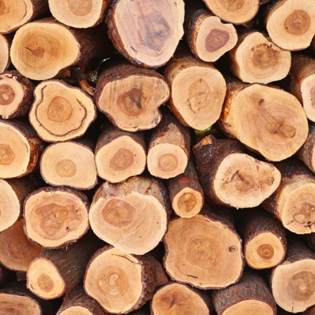 Cross-section of green sandalwood – showing authentic dense wood texture used in Joy Garden Hair Growth Massage Brush