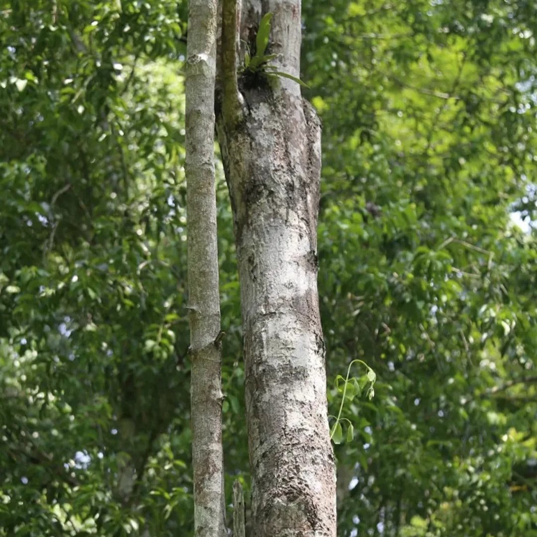 Natural green sandalwood material detail – fine wood grain and texture of Joy Garden Wooden Hair Brush