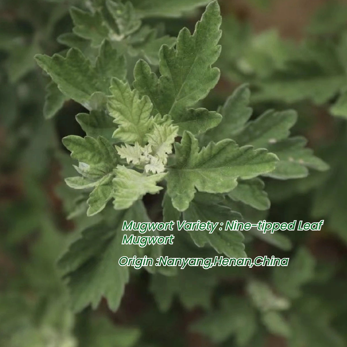 Mugwort plant used for Joy Garden moxa wool – large leaf with nine points, the original herb for Ai Rong