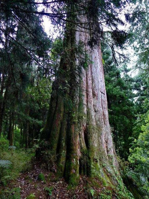 Natural hinoki essential oil, Taiwanese hinoki, Japanese hinoki