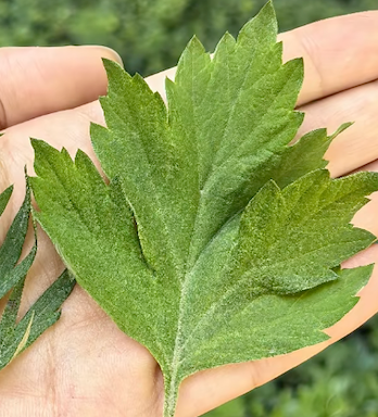 Joy Garden | Natural Mugwort  Essential Oil Series  100% Pure Essence and 3% Ready-to-Use Botanical Blend