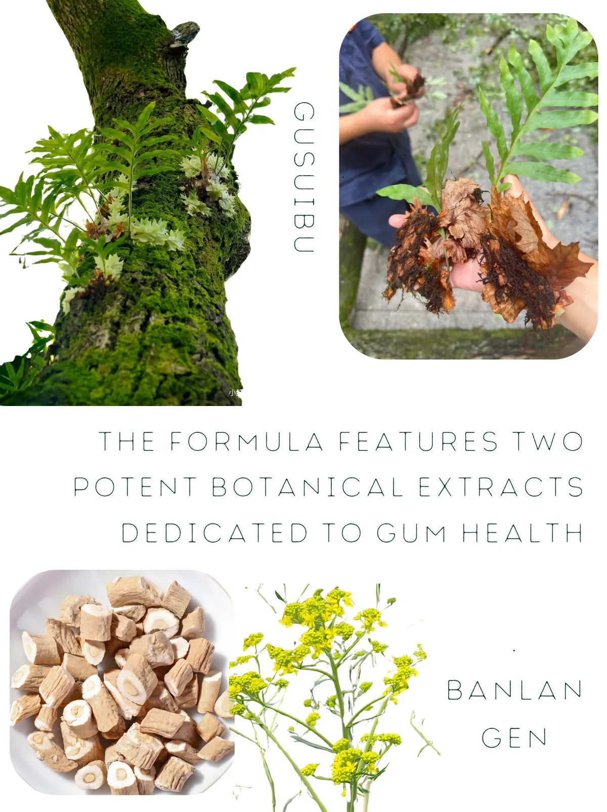 Wild harvested Gusuibu Davallia Mariesii and Banlangen Isatis root botanical extracts for gum health