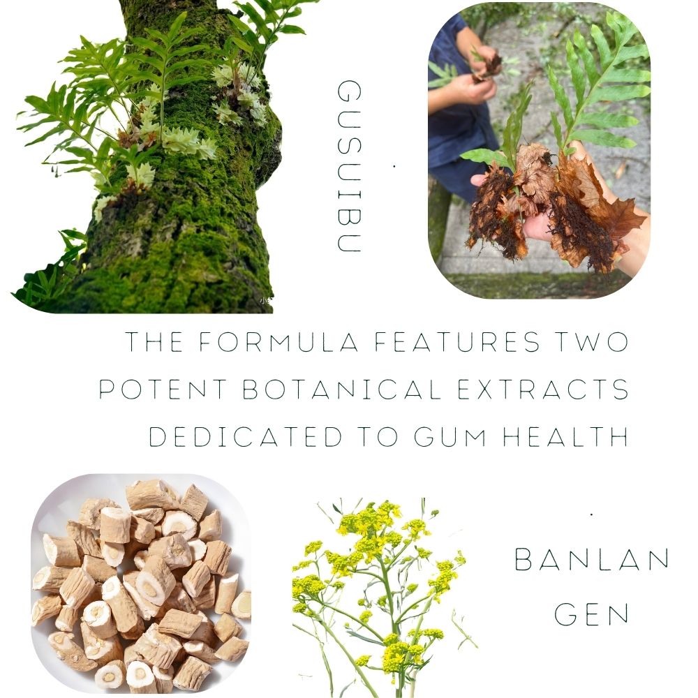 Key botanical actives: Davallia Mariesii (Gusuibu) and Isatis Root for gum and root health.