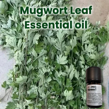 Joy Garden Mugwort Leaf  Essential Oil (100% Pure Essential Oil)