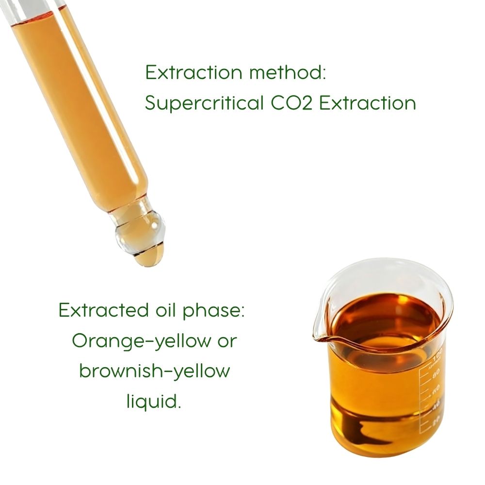 Astragalus Root Essential Oil: Supercritical CO2, Traditional Chinese Medicine,5ml