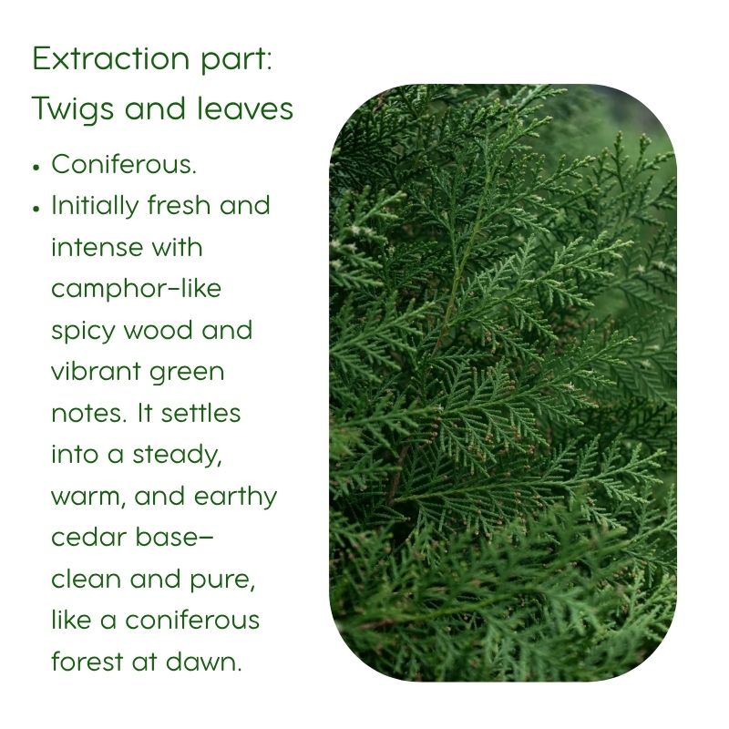 Chinese Arborvitae Essential Oil | 100% Pure and Therapeutic Grade
