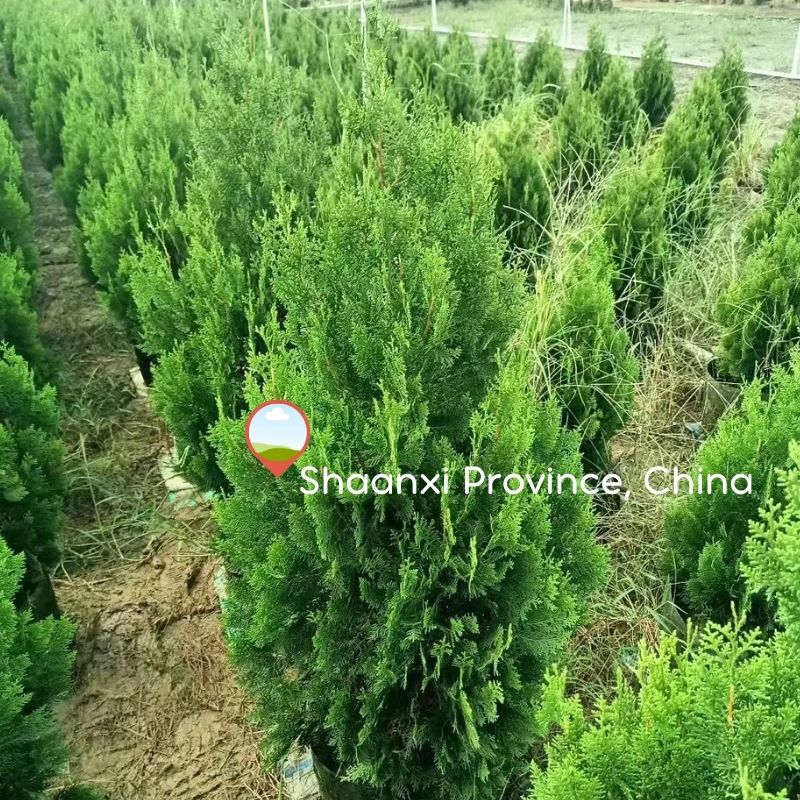 Chinese Arborvitae Essential Oil | 100% Pure and Therapeutic Grade