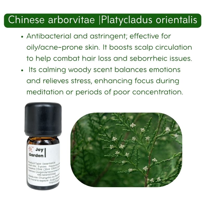 Chinese Arborvitae Essential Oil | 100% Pure and Therapeutic Grade