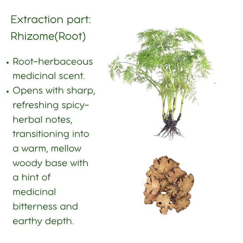 Chuanxiong Essential Oil: Sichuan Lovage Rhizome, TCM Herbal Oil (5ml)