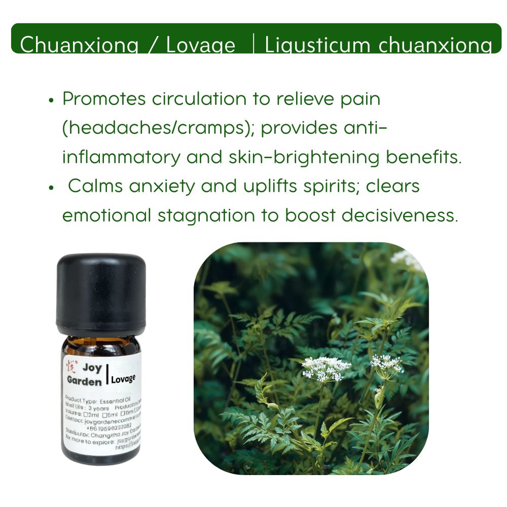 Chuanxiong Essential Oil: Sichuan Lovage Rhizome, TCM Herbal Oil (5ml)