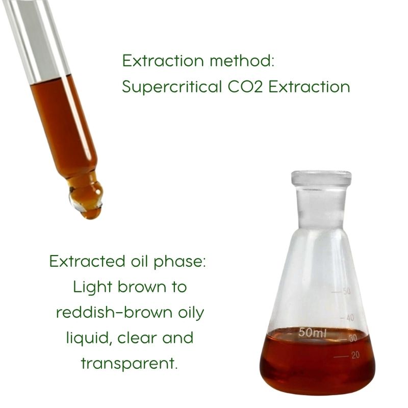 Chuanxiong Essential Oil: Sichuan Lovage Rhizome, TCM Herbal Oil (5ml)