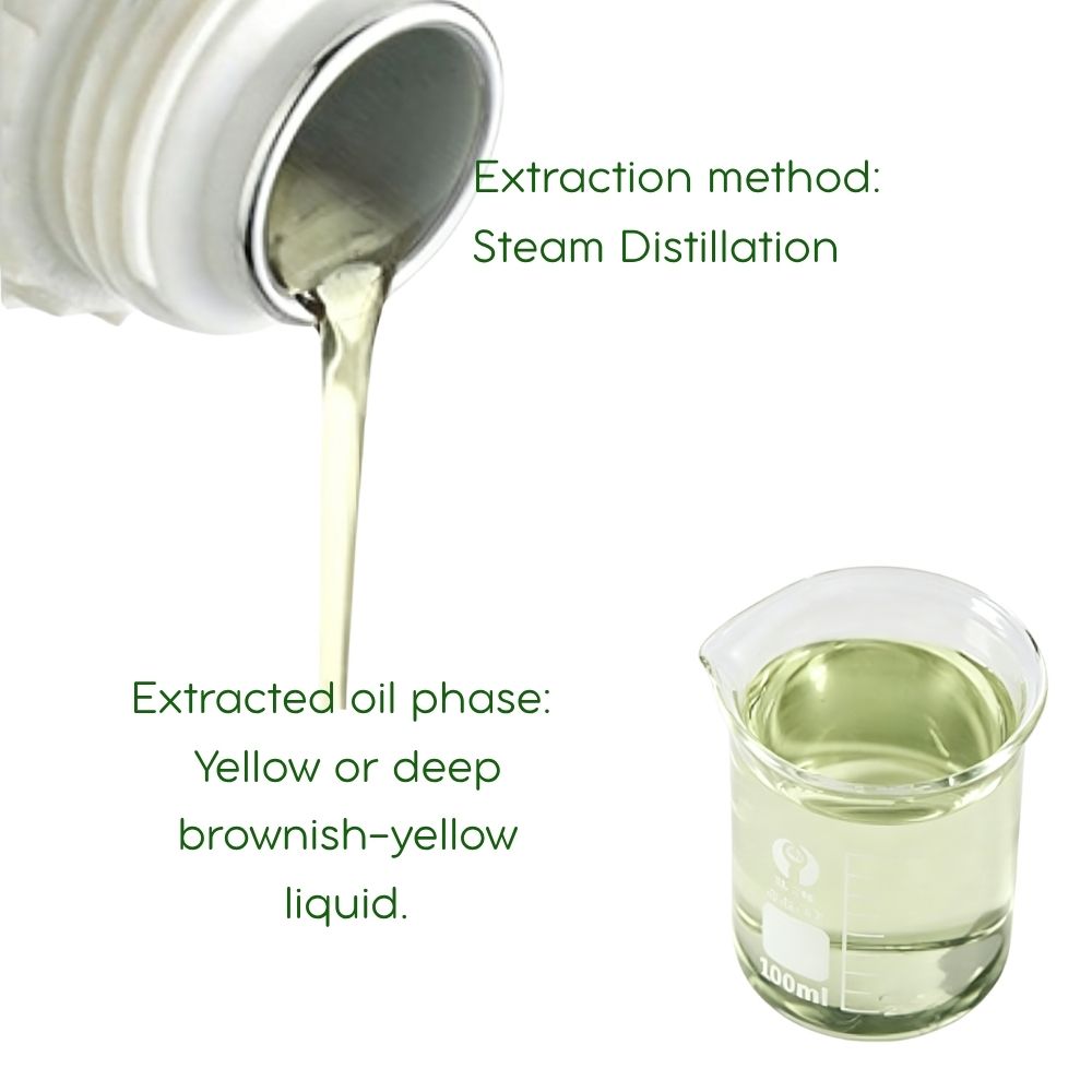 Cinnamon Branch Essential Oil: Steam Distilled, TCM - 5ml